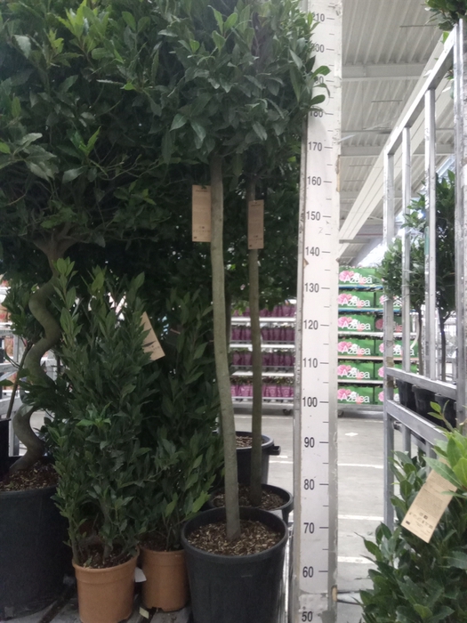 <h4>Laurus nobilis</h4>