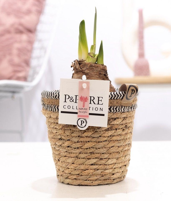 <h4>Hippeastrum pink in P&PURE Basket 6</h4>