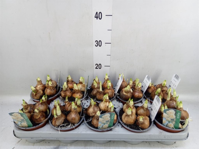 <h4>Narcissus DU 'Bridal Crown'</h4>