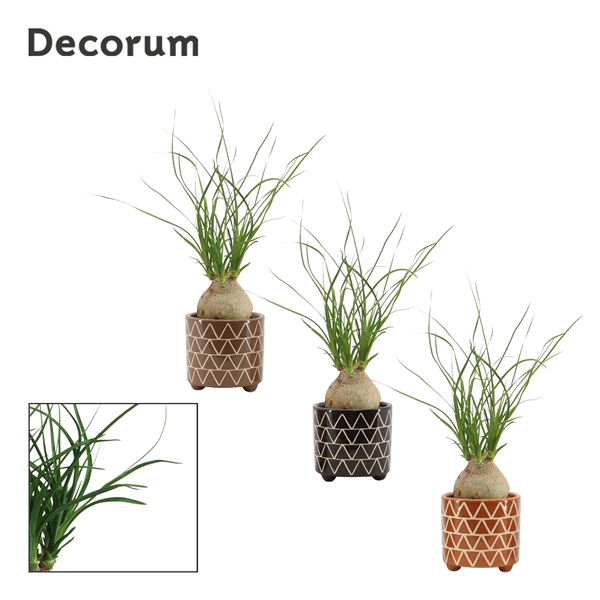 <h4>Beaucarnea bol 6 cm in Fee (Stone Touch-collection)</h4>