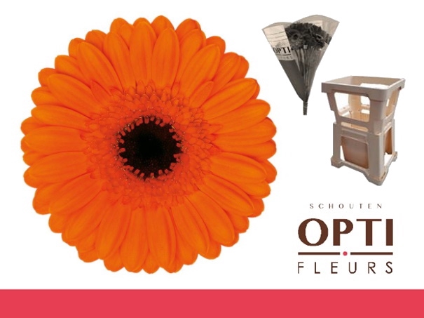 <h4>Germini Caramba Water</h4>