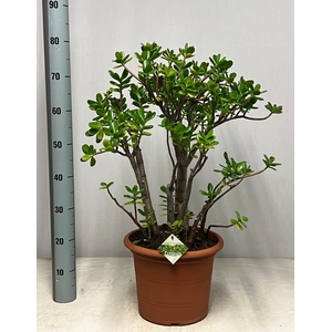 CRASS OVATA