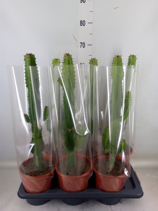 <h4>Euphorbia acrurensis</h4>