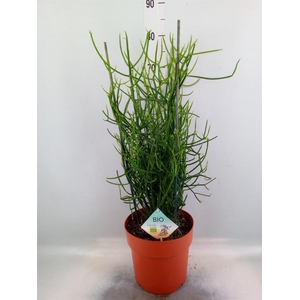 Euphorbia tirucalli