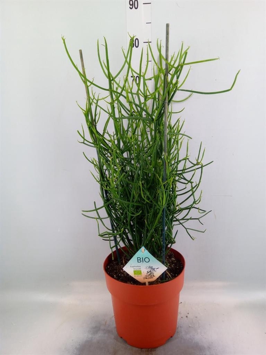 <h4>Euphorbia tirucalli</h4>