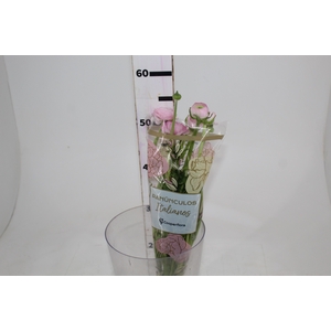RANUNCULUS ROSA CHIARO 050 CM