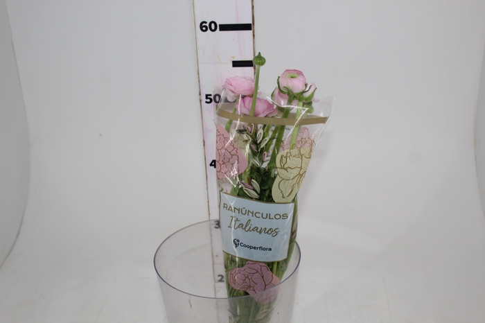 <h4>RANUNCULUS ROSA CHIARO 050 CM</h4>