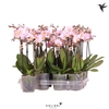 Kolibri Orchids Phalaenopsis Pink 2 spike no label