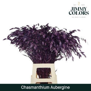 Chasmanthium L70 Aubergine