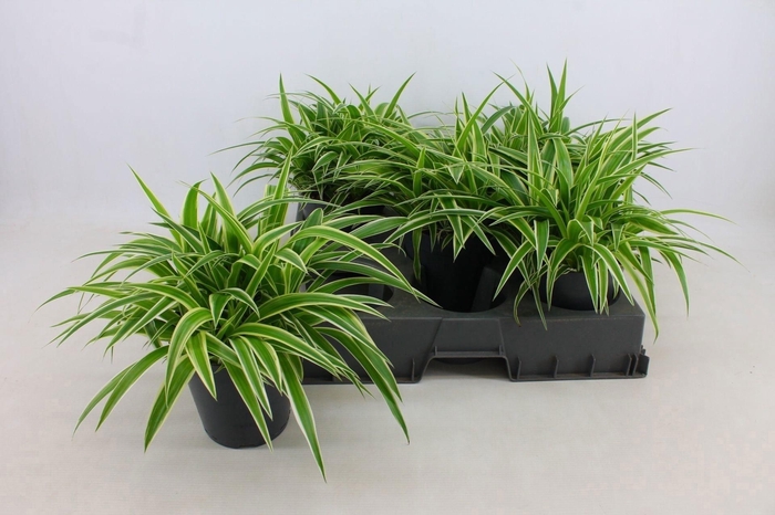 <h4>Chlorophytum Ocean 15cm</h4>