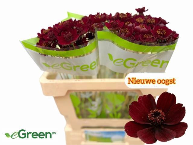 <h4>COSMOS BLACK BEAUTY</h4>