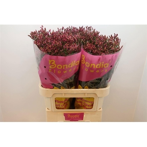 LIMONIUM SINENSE 'SCARLET DIAMOND'