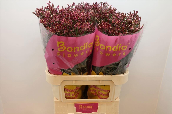 <h4>LIMONIUM SINENSE 'SCARLET DIAMOND'</h4>