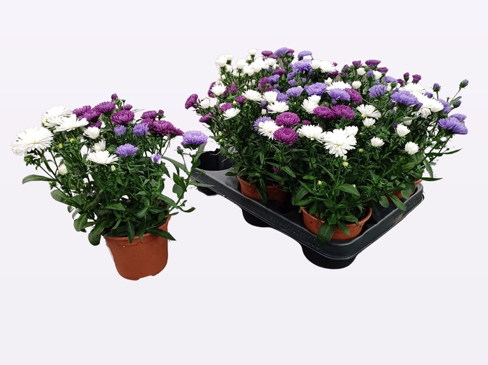 <h4>ASTER NB VICTORI GEM</h4>