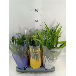 Freesia   ...