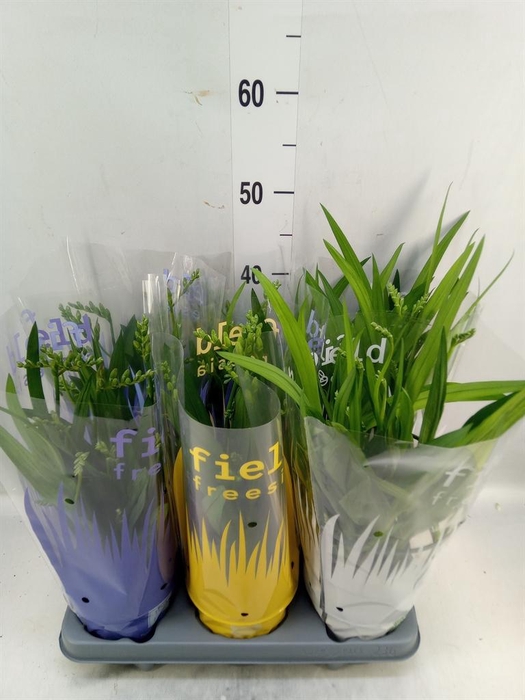 <h4>Freesia   ...</h4>