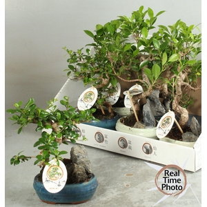 BONSAI GEM