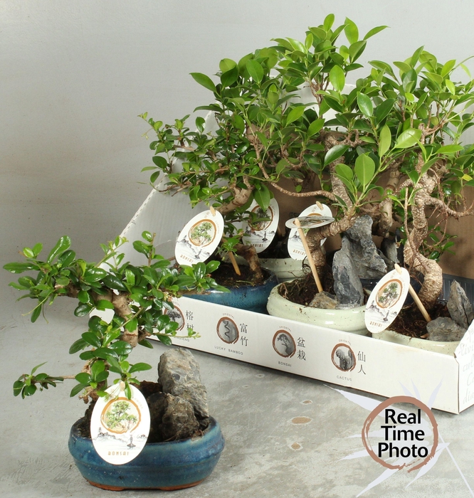 <h4>BONSAI GEM</h4>
