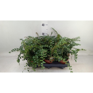 Pellaea rotundifolia