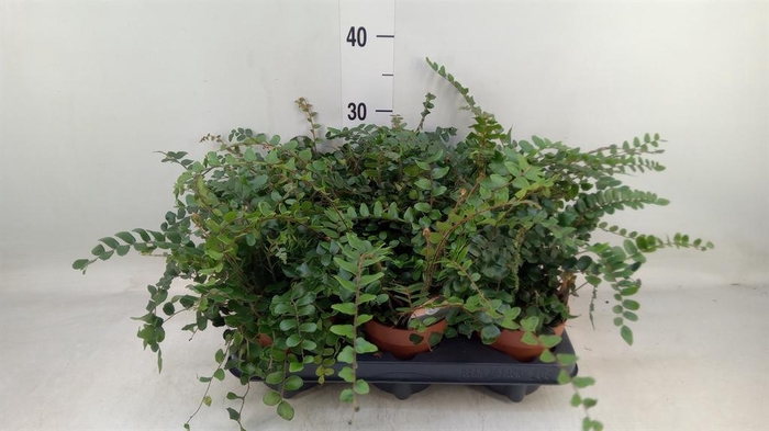 <h4>Pellaea rotundifolia</h4>