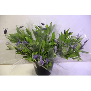 Clem Amazing Oslo X5