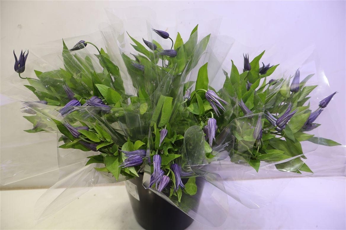 <h4>Clem Amazing Oslo X5</h4>