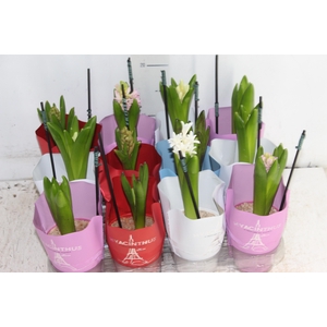 HYACINTHUS P09