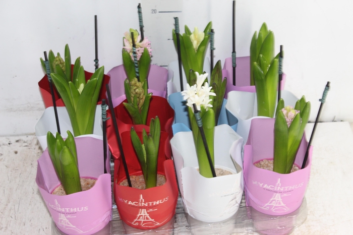 <h4>HYACINTHUS P09</h4>