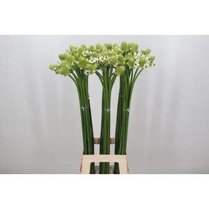 Ornithogalum Saundersiae
