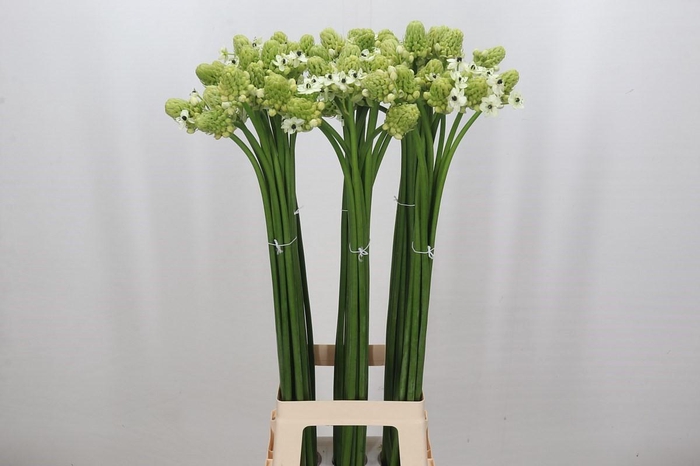 <h4>Ornithogalum Saundersiae</h4>