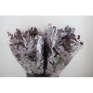 Euca Cinerea Short Red Abs 150gr P Bunch