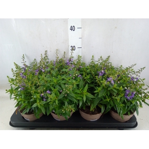 Angelonia  'Serena Purple'