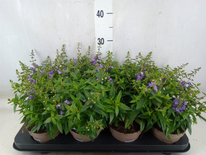 <h4>Angelonia  'Serena Purple'</h4>