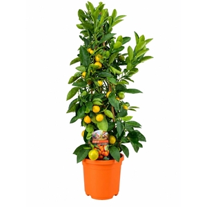 Citrus calamondin piramide