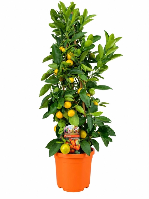 <h4>Citrus calamondin piramide</h4>