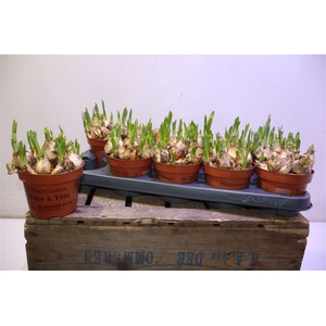 arr8 Narc O Tete A Tete