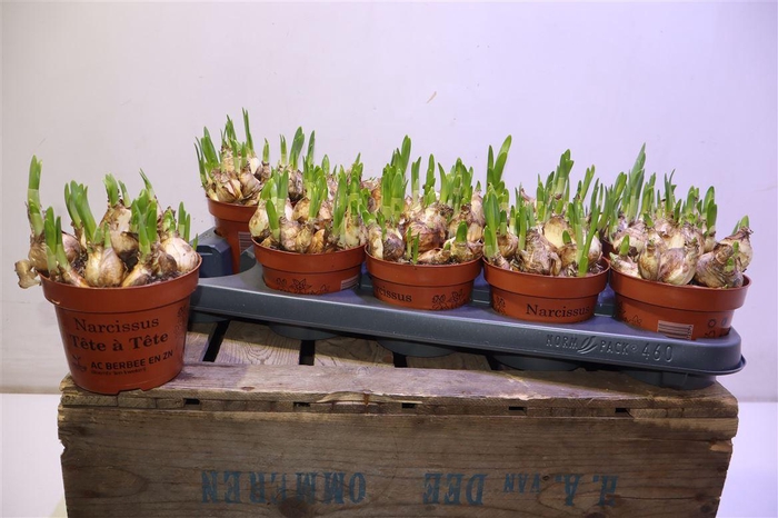 <h4>arr8 Narc O Tete A Tete</h4>