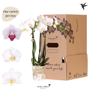 Kolibri Orchids Phalaenopsis Mineral white 3 spike