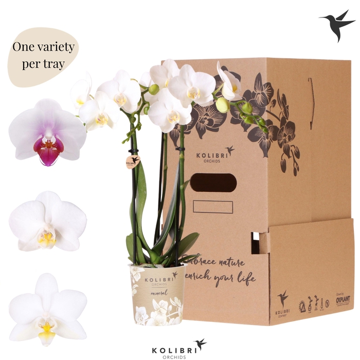 <h4>Kolibri Orchids Phalaenopsis Mineral white 3 spike</h4>