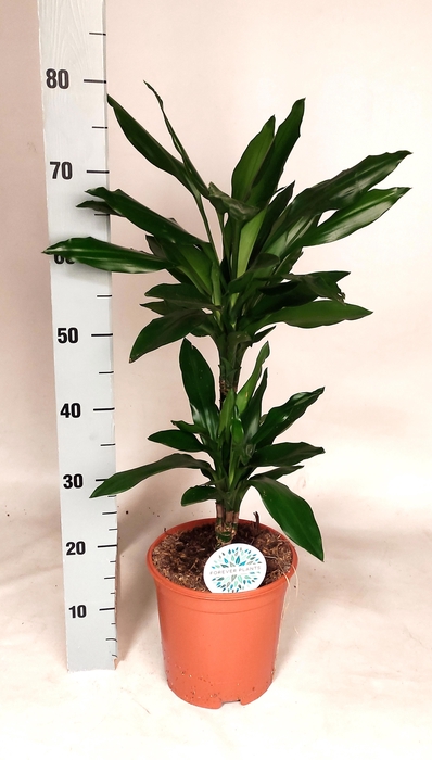 <h4>DRA DE J LIND</h4>