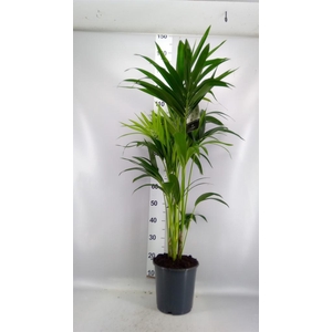 Howea forsteriana