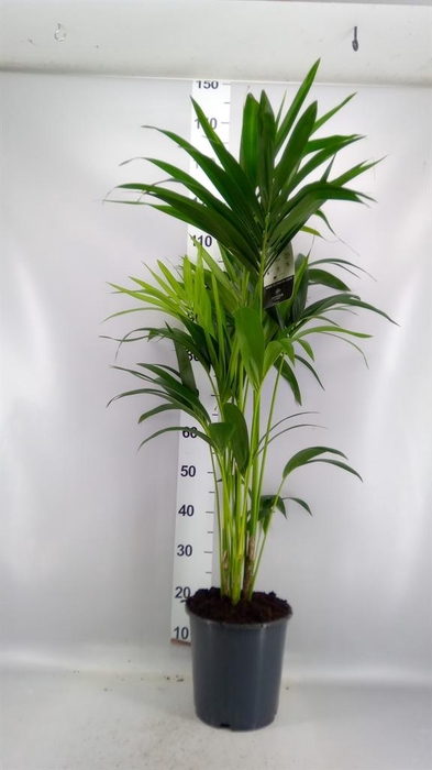 <h4>Howea forsteriana</h4>