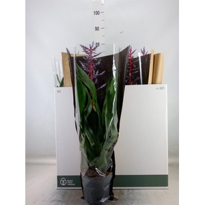 Aechmea  'Blue Rain'