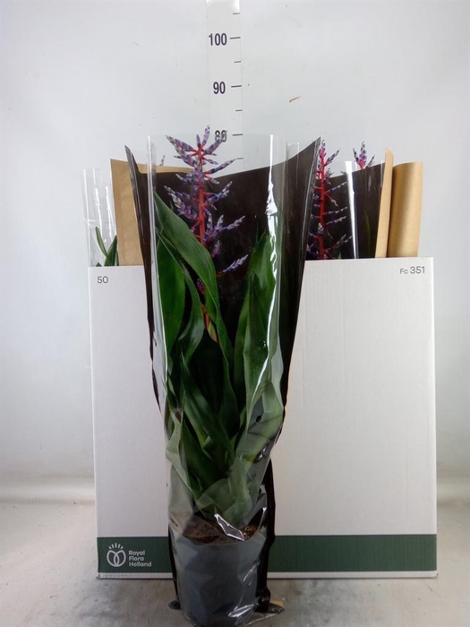 <h4>Aechmea 'Blue Rain'</h4>