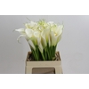 Zantedeschia Eydolls White