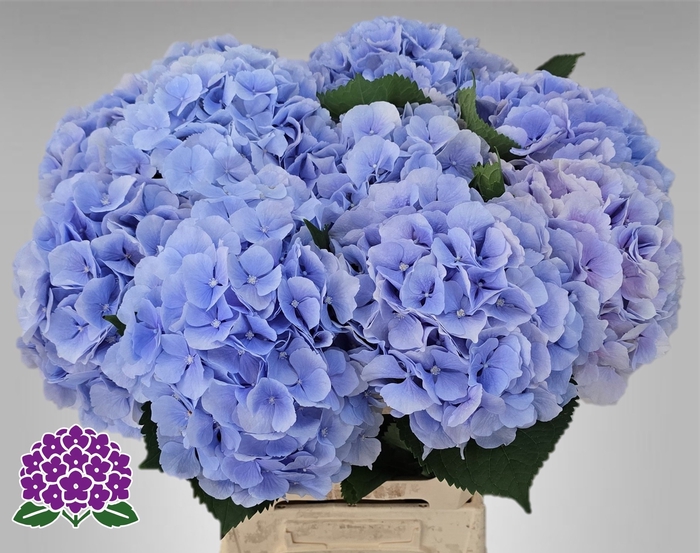 <h4>HYDR M CH VERENA BL</h4>