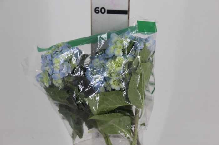 <h4>HORTENSIA AZUL</h4>