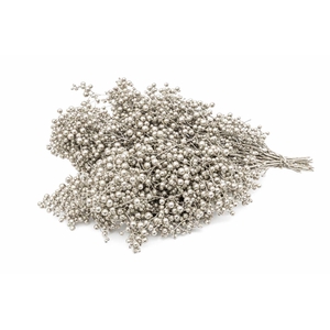 Schinus M Pt Platinum Bunch