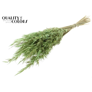 Avena Wild per bunch Frosted Mint