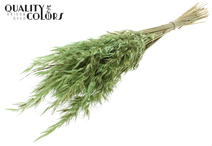 <h4>Avena Wild per bunch Frosted Mint</h4>